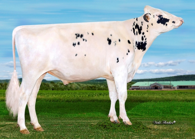 DIAMOND — 799HO00136